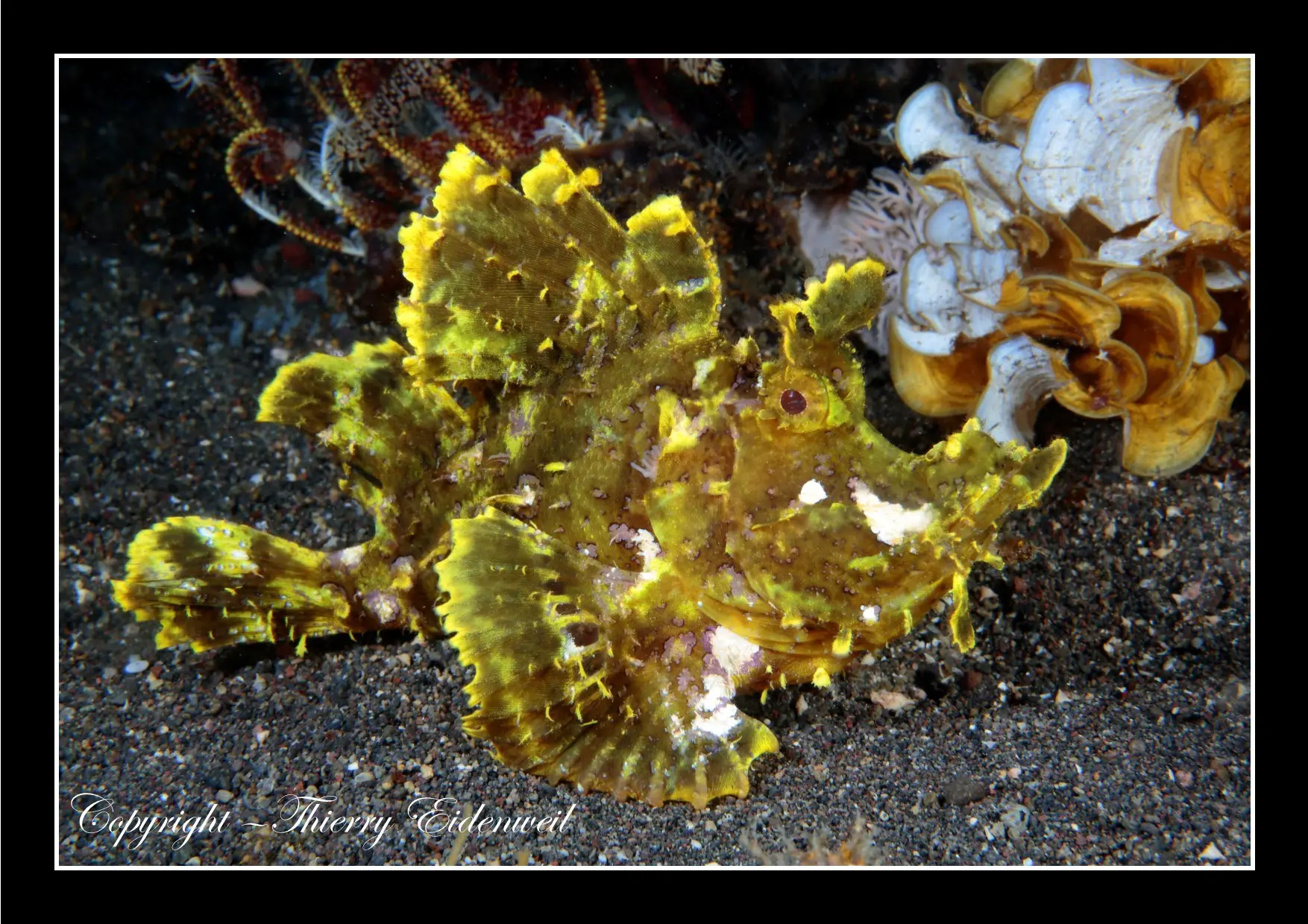Anilao Macro Dive Media Highlight